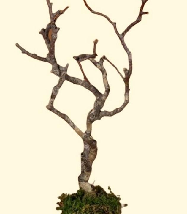 albero con rami secchi